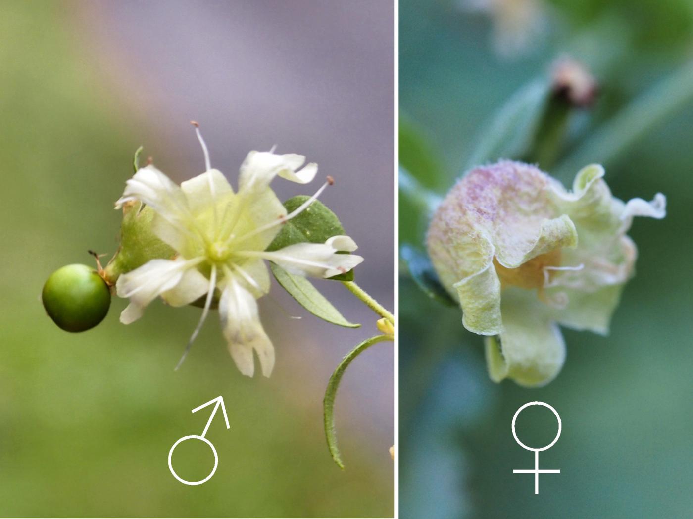 Catchfly, Berry flower